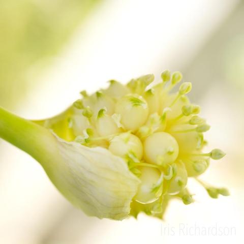 Garlic Bublils Macro photography