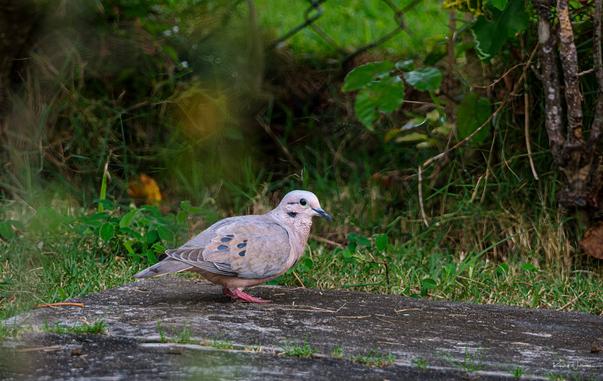 Eared Dove standing in profile on grassy ground.