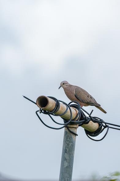 Eared Dove partially shadowed, turning to face the camera.