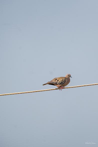 An Eared Dove perched high on a power line, looking alert with a faint blue sky behind.