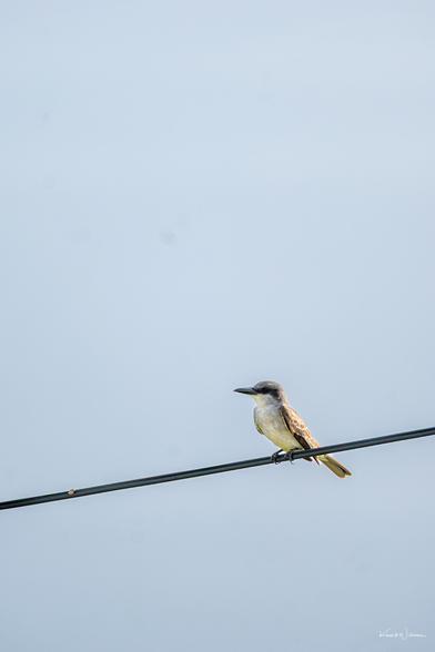 Gray Kingbird perched upright on electrical wire against blue sky.