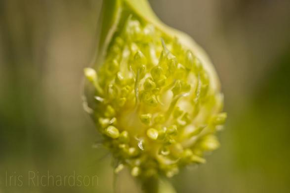 Garlic Flower Bulbils macro photograph