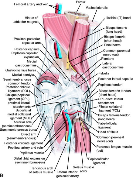knee anatomy