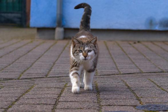 Katze läuft auf Kamera zu