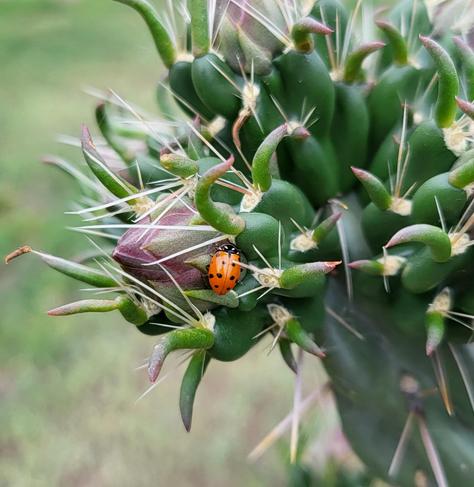 Ladybug (ladybird) on a flower bud of a Cylindropuntia imbricata cactus.
