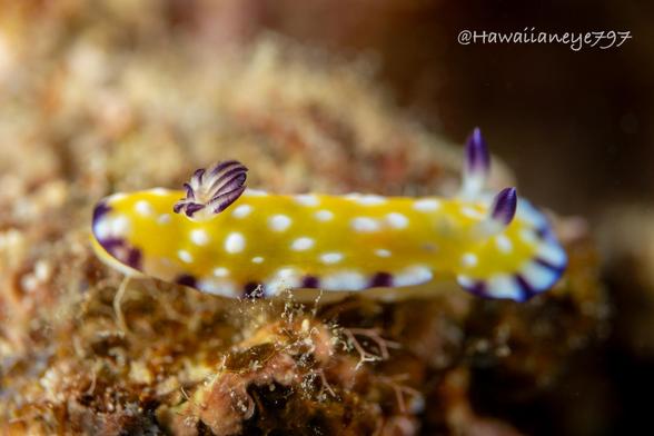 A yellow sea slug marked with white dots and  trimmed with alternating white and purple spots crawling on an underwater reef.
