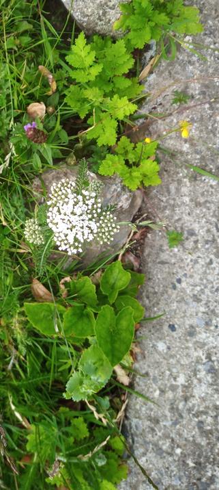 just a small spray of flowers growing on verge.