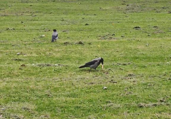 2 crows on green space with crackers.