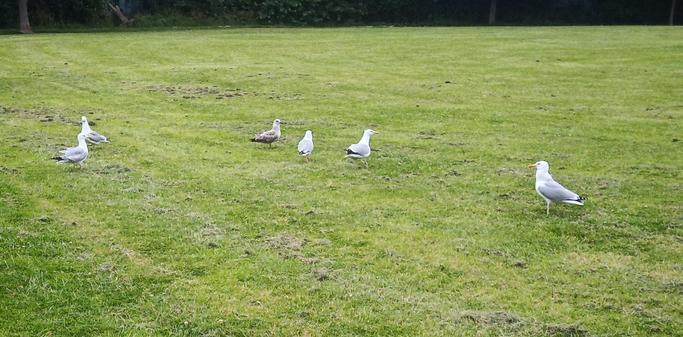 6 gulls on green space waiting to pounce on any dropped food.
