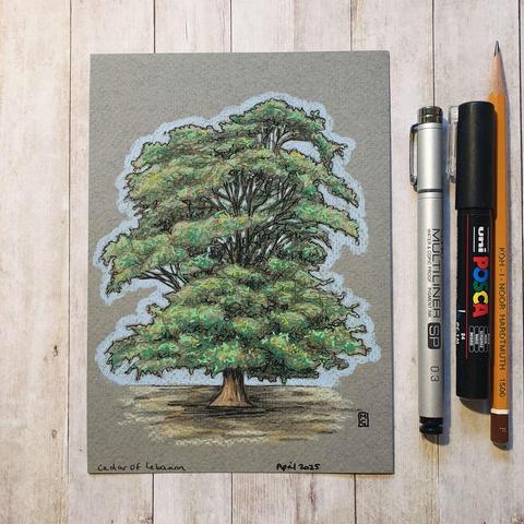 A colour drawing of a mature cedar of Lebanon tree. A large evergreen conifer that has great religious and historical significance in the cultures of the Middle East, and is referenced many times in the literature of ancient civilisations.
An original art work
Colour pencil and mixed media on acid free toned artist paper
5 by 7 inches (12.7 by 17.8 cm). This is a standard photo size in the UK and USA and should be easy to DIY frame.
Sold unframed