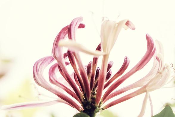 Beautiful flowering honeysuckle in close up against a white sky