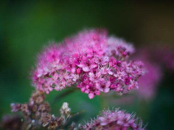 A colour photo of a pink flower with shallow detph of view