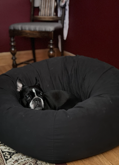 Boston Terrier in a beanbag dog bed.