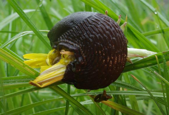 A black Spanish slug has coiled around a yellow dandelion flower in the middle of a lush green lawn with just a few yellow blades, feeding on it.
A tiny pile of dung , topped by a tiny transparent drop, on a blade of grass can be seen below it. I also added additional lighting to the slug from the bottom right, giving its skin a partial orange shimmer.