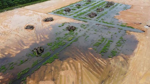#News: Sawit Watch Report finds 1,100 community #conflicts with #palmoil companies over #landrights. Weak governance and #corrupt business practices are fueling tensions. #HumanRights #Deforestation #BoycottPalmOil 🌴☠️🔥🚫https://indonesiabusinesspost.com/4212/energy-and-resources/over-a-thousand-communities-affected-as-oil-palm-conflicts-escalate-sawit-watch?utm_source=mastodon&utm_medium=Palm+Oil+Detectives&utm_campaign=publer