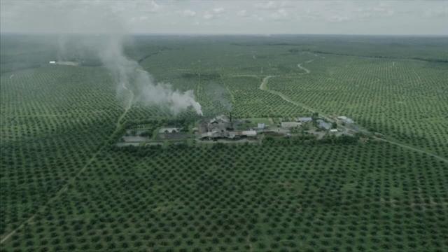 #News: Sawit Watch Report finds 1,100 community #conflicts with #palmoil companies over #landrights. Weak governance and #corrupt business practices are fueling tensions. #HumanRights #Deforestation #BoycottPalmOil 🌴☠️🔥🚫https://indonesiabusinesspost.com/4212/energy-and-resources/over-a-thousand-communities-affected-as-oil-palm-conflicts-escalate-sawit-watch?utm_source=mastodon&utm_medium=Palm+Oil+Detectives&utm_campaign=publer
