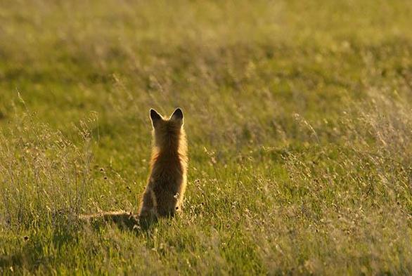 The fox is just left of the middle of the photo.
It is sitting in a field surrounder by grass