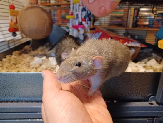 cute pet rat standing on my hand to lean further out of his cage