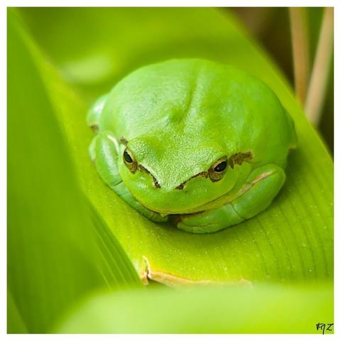Rainette méridionale (Hyla meridionalis) Mediterranean Tree Frog ; Stripeless Tree Frog.