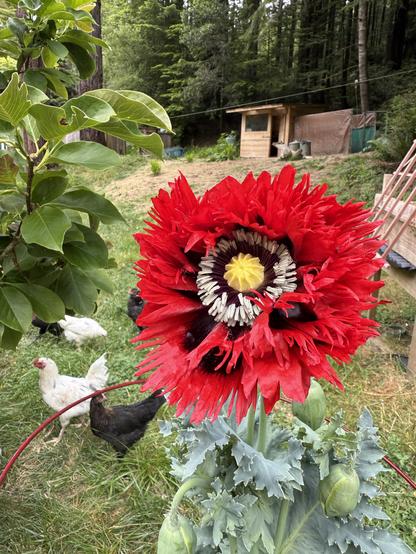 Red poppy in foreground with yellow center surrounded by small white whiskers. Green foliage in background. Three chickens lower left. Two white and one black