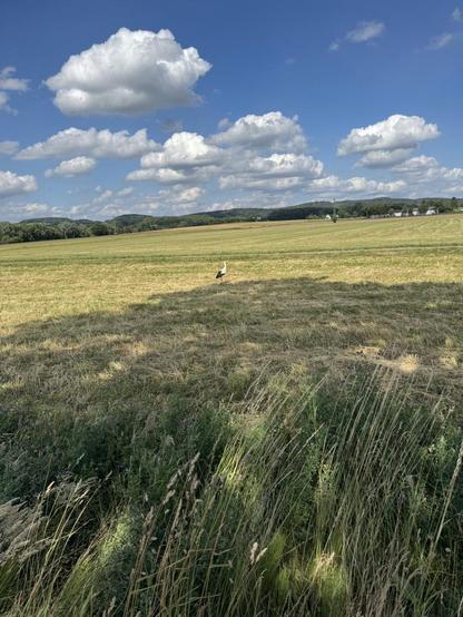 Ein Storch auf einer Wiese