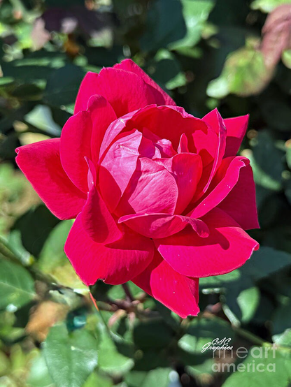 Vibrant Red Rose