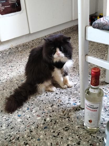 Prince, ein schwarzweißer Langhaarkater, sitzt neben einem Küchenstuhl, vor dem Schnapsflaschen stehen