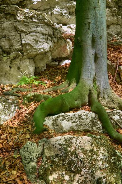The photo shows a cracked wall of limestone rocks from which a beech tree grows. From the center of the frame downward you can see twisted roots growing into the rocks. The remains of autumn, orange-brown leaves are scattered around the trunk. Among the twisted roots of the tree, among the dry leaves, a young plant grows.