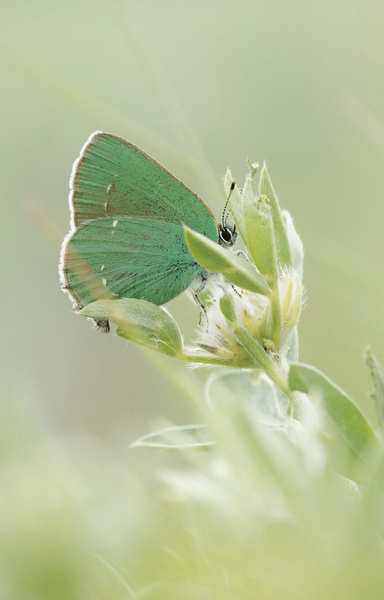 tangledwing Green Hairstreak (Callophrys rubi): distributed across Europe and parts of Asia. Hosts: variety of plants, including gorse, broom, and buckthorn. #butterfly #nature #wildlife #insects #biology