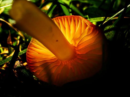 Image shows a little mushroom on its side with the sun shining through the gills