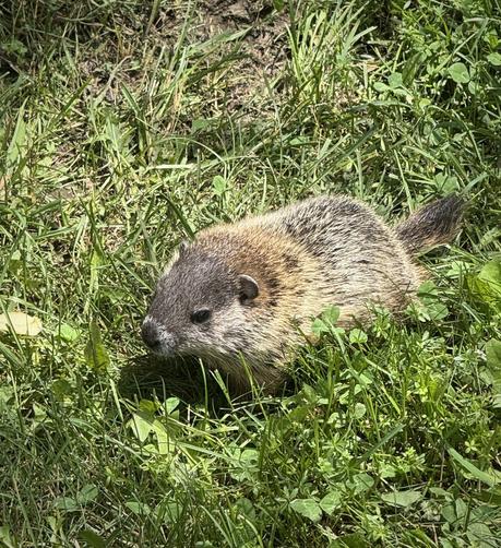 A very young/small ground hog in grasses and clover, having a nibble, minding its own fuzzy life when we come along and take pictures. Since we didn’t just disappear, like it was hoping, it eventually turned and waddled into the nearby woods edge, tiny tail bobbing along.