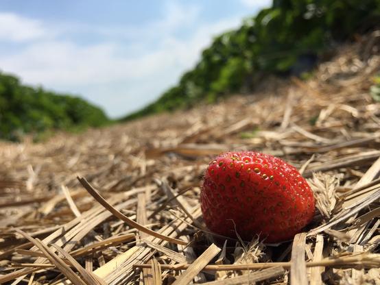 A ripe red strawberry sits on dry straw in a field. The background shows a hillside covered in green foliage under a partly cloudy sky, creating a contrast between the vibrant fruit and the earthy surroundings.