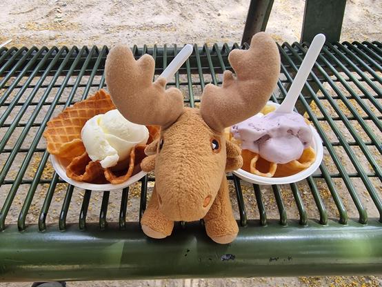 Mr Moose has settled for two bowls. Left has mango lassi and backyard mint. Right has purple lavender disco and sweet basil. Both in freshly made wafer bowls