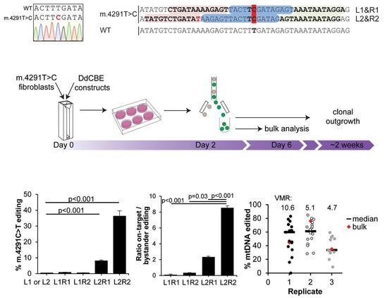 Correction of m.4291T > C in primary patient-derived fibroblasts. Top left: The primary patient-derived fibroblast line is homoplasmic for the m.4291T > C mutation. Top right: Design of two sets of Left (red) and Right (green) target sequences flanking the spacer region (blue) for TALE-guided editing in MT-TI to correct m.4291C > T (dark red). Mismatched T (red) in TALE target sequence L2. Middle: Overview of the transfection strategy of DdCBE for primary skin fibroblasts. Bottom left: Editing efficiencies of all four combinations Left- and Right-TALE-DdCBE plasmids in primary patient-derived fibroblasts as measured by amplicon sequencing (Illumina NGS). Bottom middle: Ratio of on-target editing vs. bystander editing at any other base within the spacing region in fibroblast cells. Bottom right: Clonal lines of edited primary patient-derived fibroblasts show high variability in mitochondrial heteroplasmy indicating different editing efficiencies per cell (Illumina NGS).