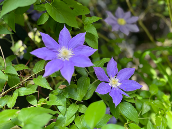 clematis blooms