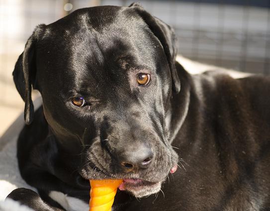 Pet Photography: Miss Danny