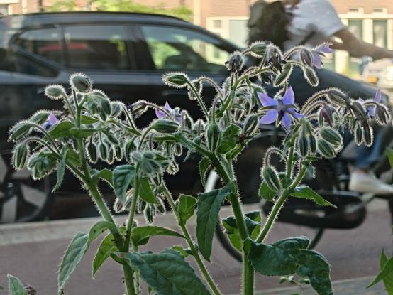 Borage just about to set full flowers against the backdrop of a street with a dedicated path for bicycles.

(Borage in Wikipedia)

Borage is used as either a fresh vegetable or a dried herb. As a fresh vegetable, borage, with a cucumber-like taste, is often used in salads or as a garnish.

The flower has a sweet, honey-like taste and is often used to decorate desserts and cocktails, sometimes frozen in ice cubes.