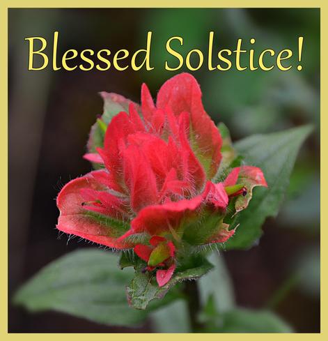 A nearly square simple frame (border) of dull gold encloses a photo of a single rain wet flower (Castilleja Paintbrush), with the text "Blessed Solstice" in a typeface that looks like slightly formal printed handwriting, in  a slightly brighter gold than the frame.
The flower is in fact a flower head, composed of many small green flowers- only a couple visible, as the flower head is young and will expand. Each narrow green tube is surrounded by small coloured bracts- in this case a sort of salmony watermelon- and those in turn are surrounded by the large bracts of the same colour, with green bases, that make the main visual impact of the flower head. Those bracts are like somewhat irregularly shaped leaves clustered together at the top of the stem, kind of like a semi-open rose. Several leaf/bracts with just a hint of colour are below the flower head, and several regular leaves, arrowhead shaped and pointed, medium green are further down the stem.
