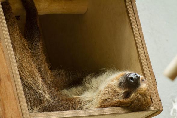 Toe-toed sloth lying in a box in a zoo. Its peasefuly sleepying.