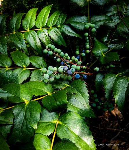 Long clusters of Oregon grape berries ripen amid the leaves.  The berries look like grapes along a stem, and are at various stages of ripening, from very green to dusty blue-purple.  There are three stems of berries radiating out from the center right.  The glossy green leaves surround the berries, most radiating from the same plant, each compound leaf with a set of up to 13 spiny and shiny leaflets. In this photo the berries and leaves are in a dappled sunlight and are growing in a woodsy understory.