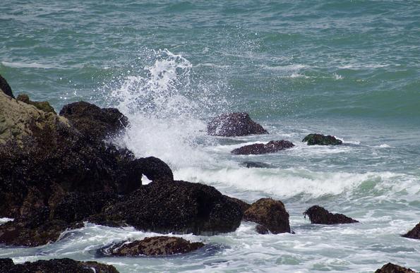 Blue and green ocean water in the background, with small curls of waves coming in, and dark brown and barnacle-covered rocks in the foreground, some rising up like small islands, others on the side are part of a bigger structure with a larger green rock leading up toward a bluff.
There are white curls breaking around the rocks, and a big white splash of water against the biggest rocks, throwing up white spray and droplets into the air.