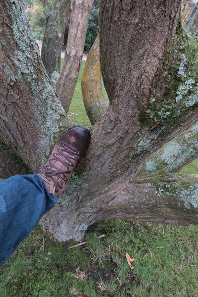 Photo of treespecies Quercus pontica : Category is bast-bark-rinde-ecorse-corteza