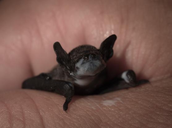 In einer Hand eine kleine Fledermaus mit noch sehr kurzem Fell und das übergroße Maul mit weißer Milch bedeckt, nur die Nasenlöcher sind frei.