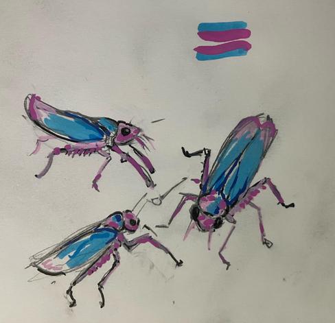 little colored sketches by me of the blue, white and pink winged insect