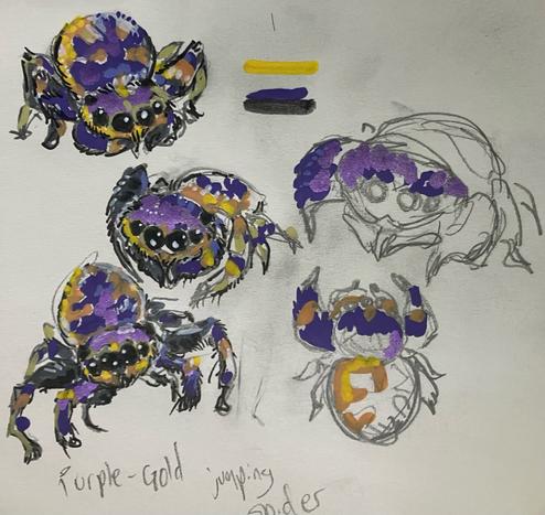 colored sketches by me of the purple gold jumping spider. it has big cute spider eyes but i failed to replicate how every hair on them shimmers in light