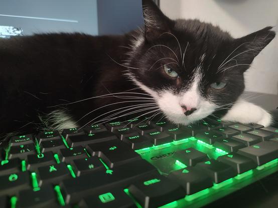 Der Kater Phips liegt mit seinem Kopf auf einer Tastatur.
Ihm ist nicht bewusst, dass er dabei auf mehreren Tasten liegt, was die Benutzung des computers erschwert