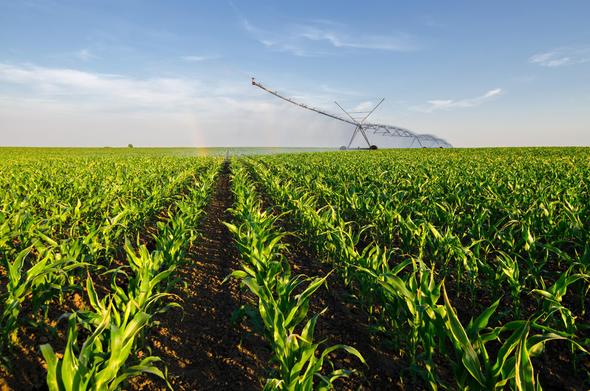 Cornfield irrigated by a center pivot sprinkler. Photo by Solid photos, Adobe Stock licensed image.