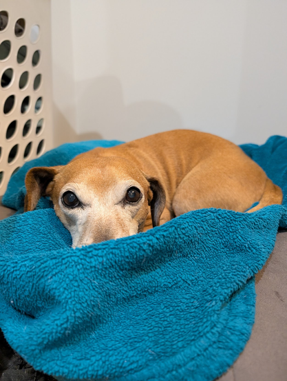 dachshund-mix is in his gray dog bed, on a teal blanket that his snoot is tucked into, staring pointedly