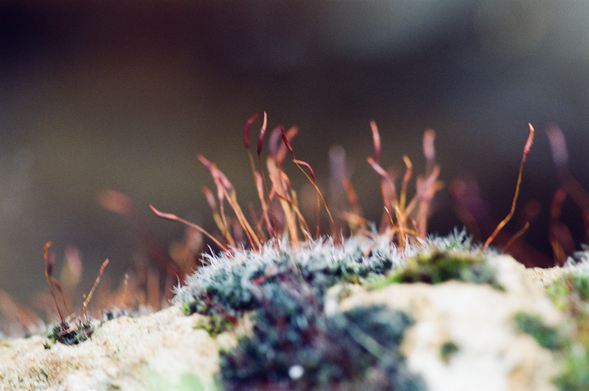A macro photography of green and white moss growing on a rock, with reddish fruiting bodies atop.