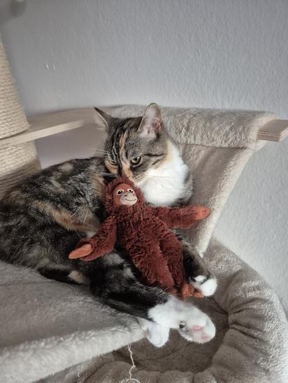 Eine dreifarbige Katze liegt in der Hängematte und schnüffelt an einem braunen Plüschaffe